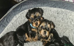 Morkie dogs for sale: Adorable Morkies - Image 7