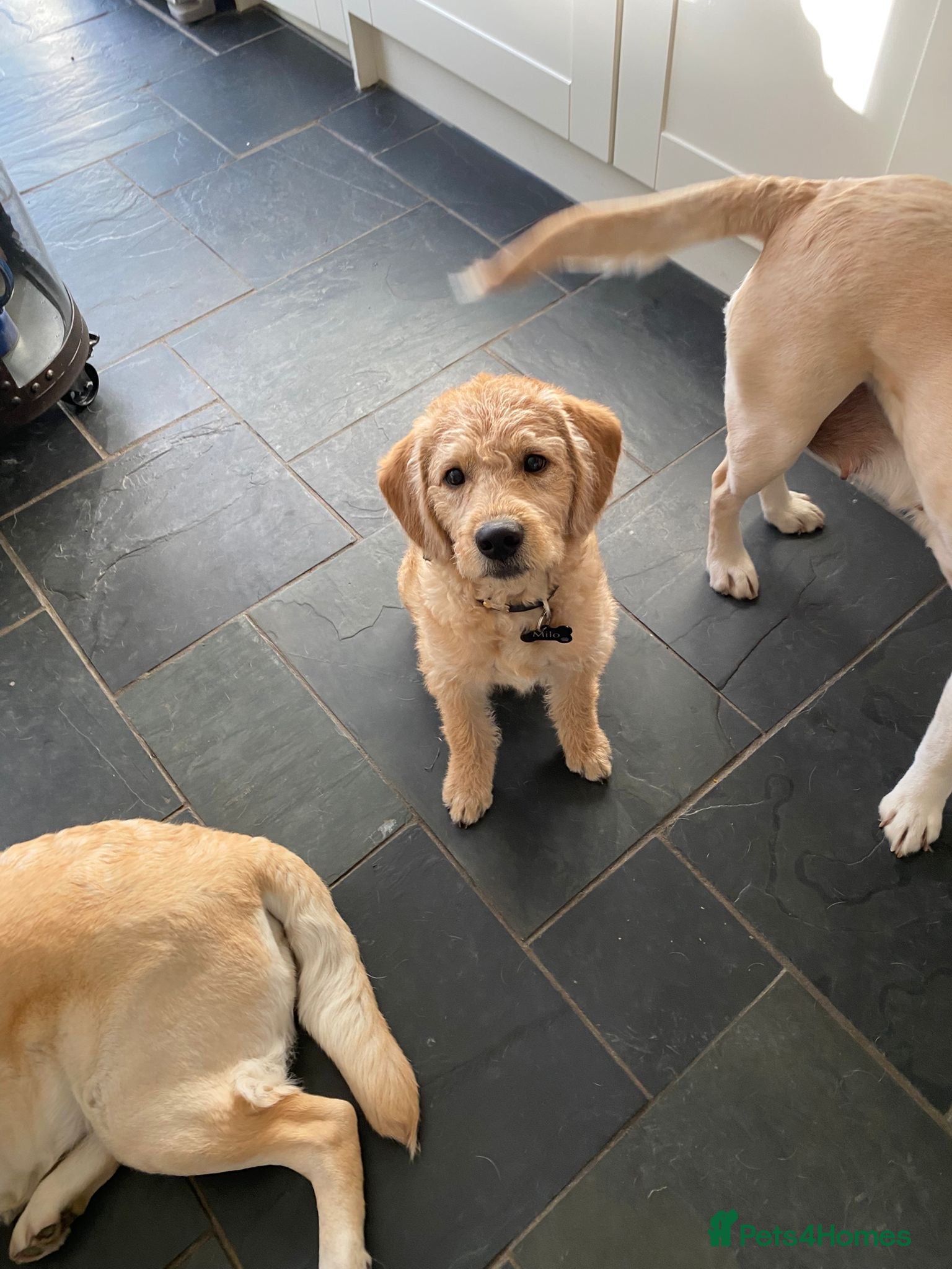 Labradoodle dogs F1 Red Miniature Labradoodles  - Advert 4