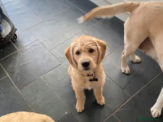 Labradoodle dogs F1 Red Miniature Labradoodles - Advert 10