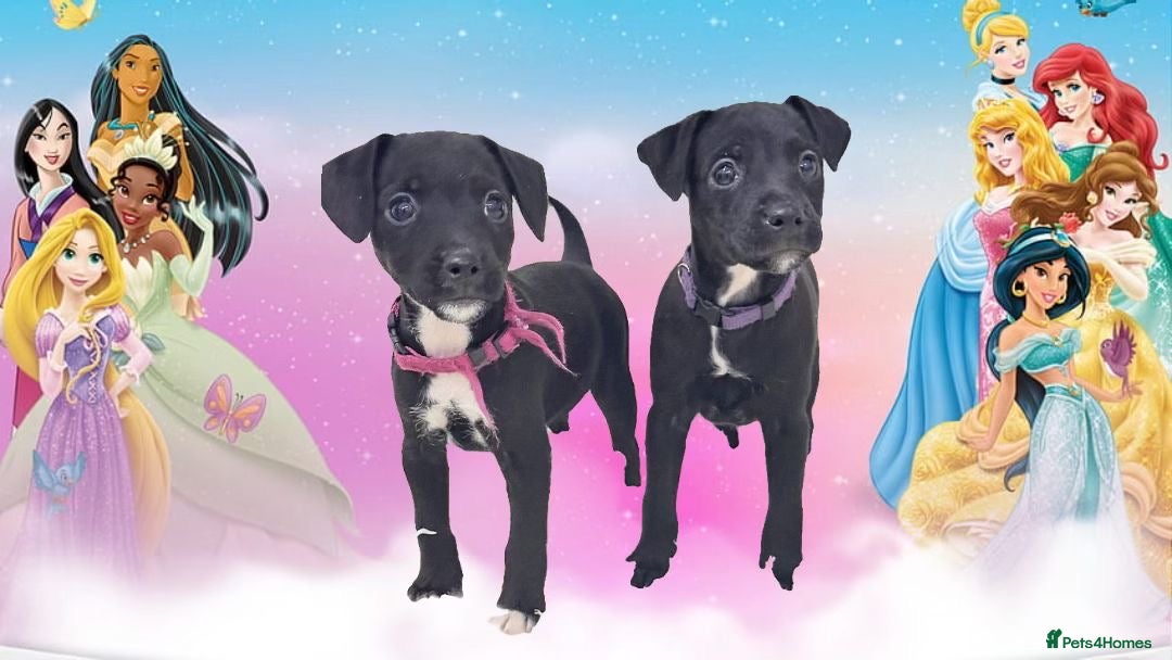 Patterjack dogs READY NOW! 5⭐️licensed & Registered professionals - Advert 1