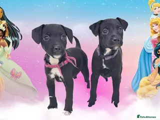 Patterjack dogs READY NOW! 5⭐️licensed & Registered professionals - Advert 1