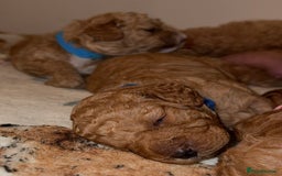 Cavapoo dogs for sale: Cavapoo puppies F1BB - Image 10