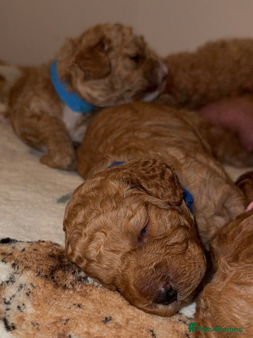 Cavapoo dogs for sale: Cavapoo puppies F1BB - Image 10