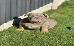 English Bulldog dogs for sale: Quality English bulldog now reduced  - Image 14