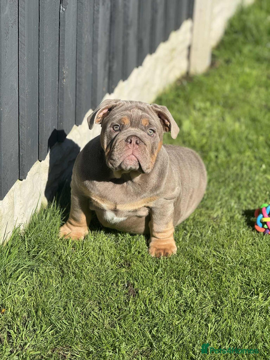 English Bulldog dogs for sale: Quality English bulldog now reduced  - Image 14