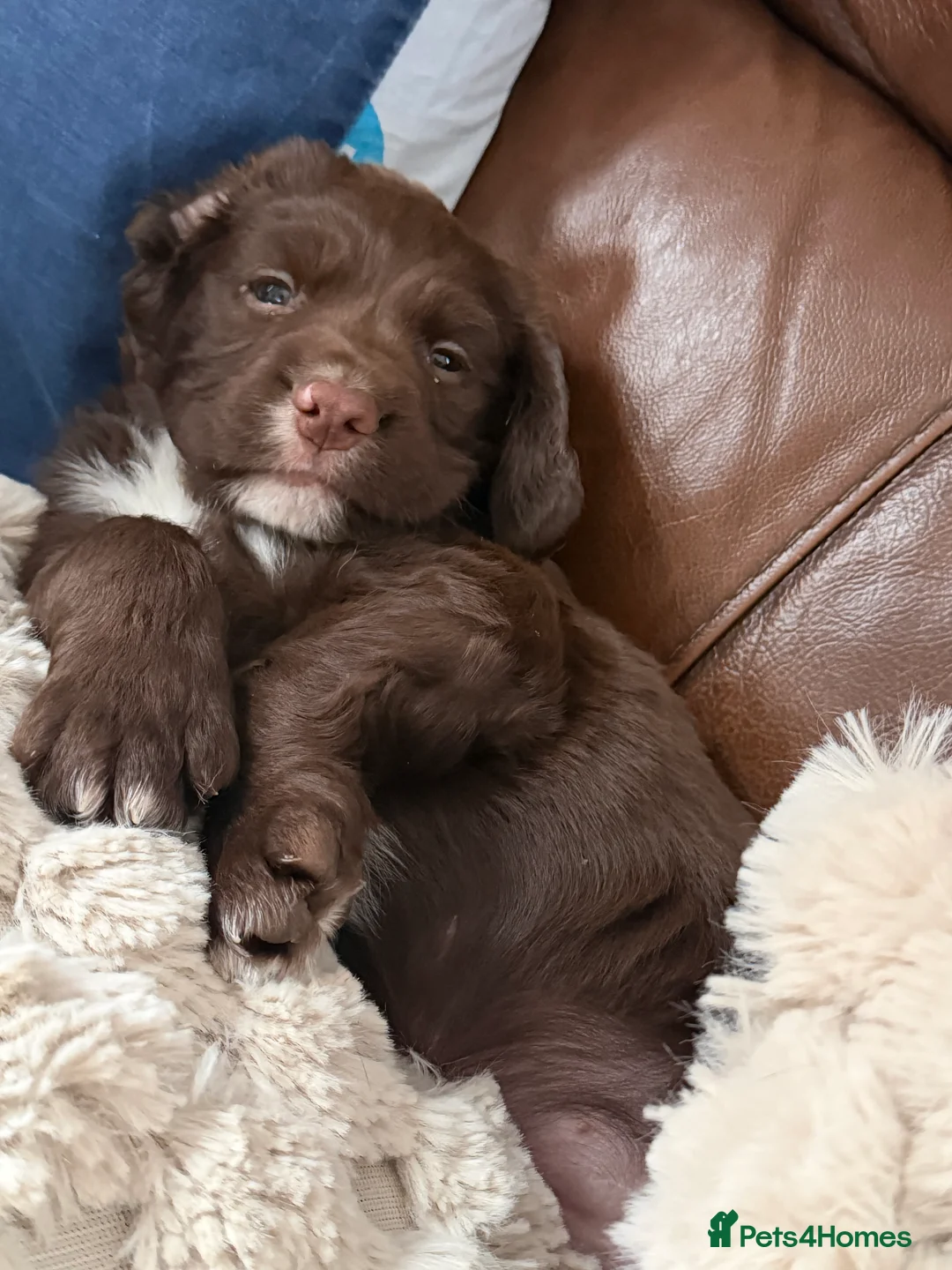 Sprocker dogs for sale: Fluffy little sprocker spaniel Boy  - Advert 1