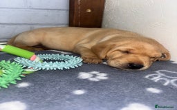 Labrador Retriever dogs for sale: Exceptional KC FTCH Working Labrador Pups - Image 18