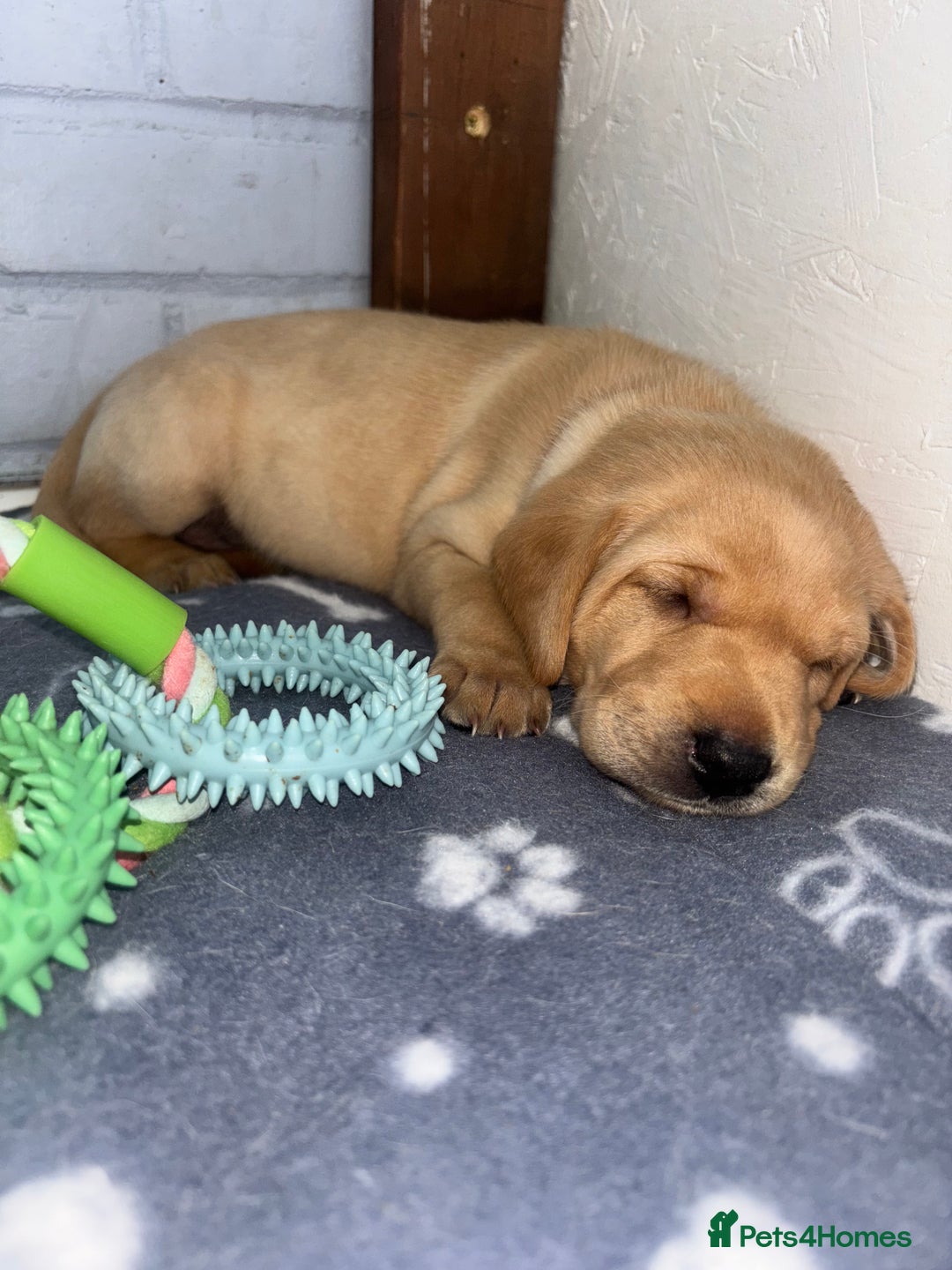 Labrador Retriever dogs for sale: Exceptional KC FTCH Working Labrador Pups - Image 18