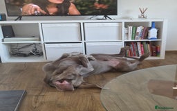 Weimaraner dogs for sale: Forever home wanted - Image 6