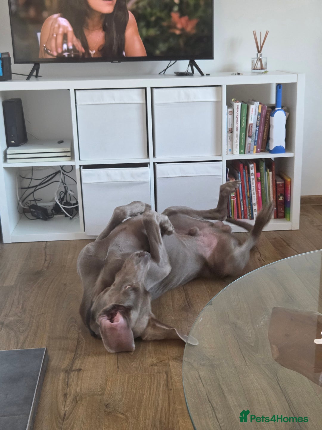 Weimaraner dogs for sale: Forever home wanted - Image 6