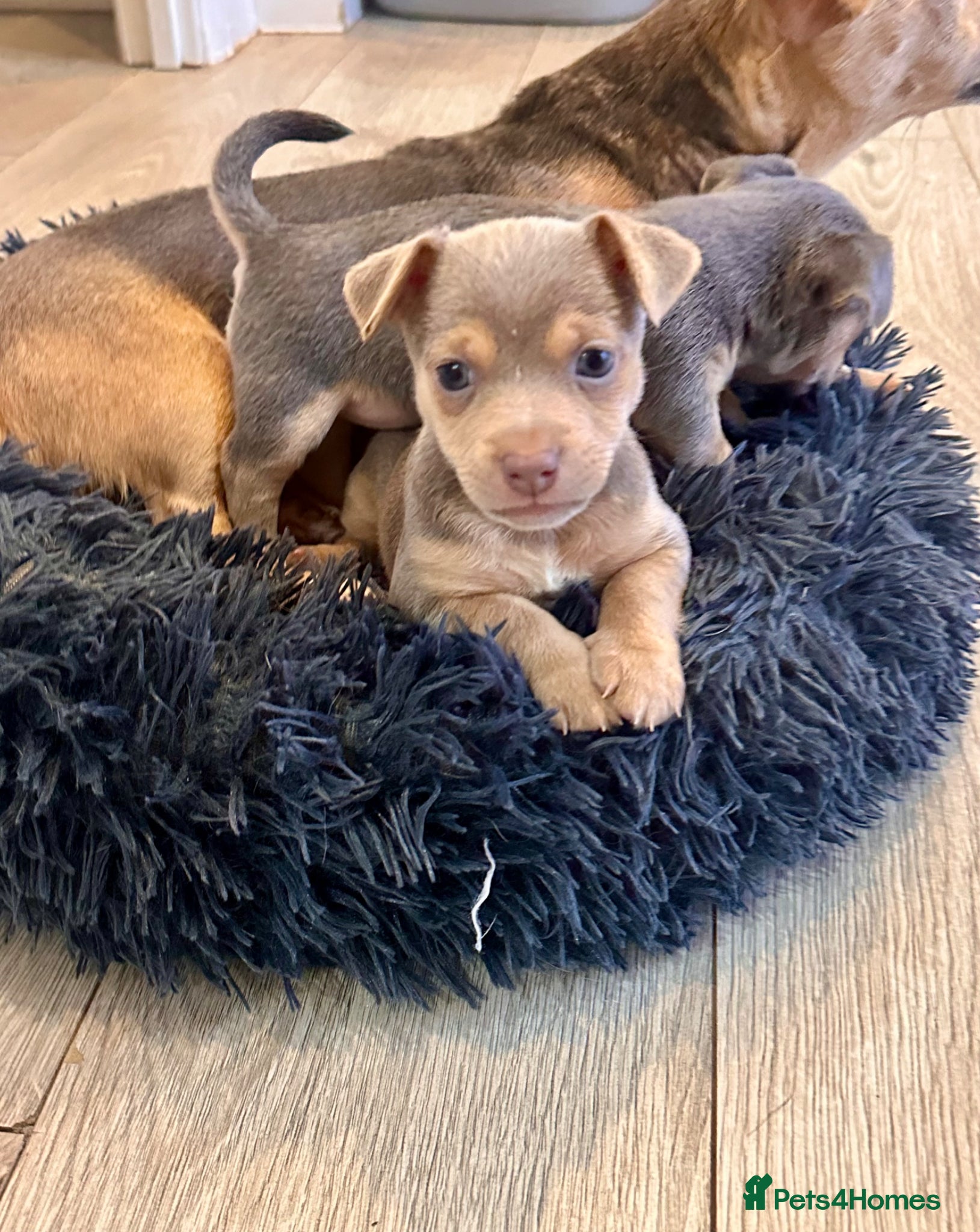 Jack Russell dogs Miniature Jack Russell Puppies **3 reserved** - Advert 5