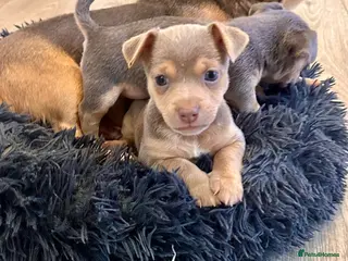 Jack Russell dogs Miniature Jack Russell Puppies **3 reserved** - Advert 5