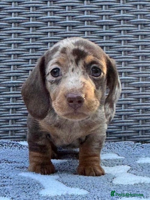 Miniature Dachshund dogs Miniature Dachshunds. PRA clear. 5 star breeder. - Advert 3