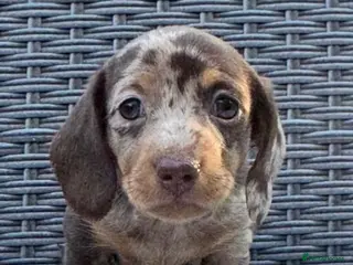 Miniature Dachshund dogs Miniature Dachshunds. PRA clear. 5 star breeder. - Advert 3