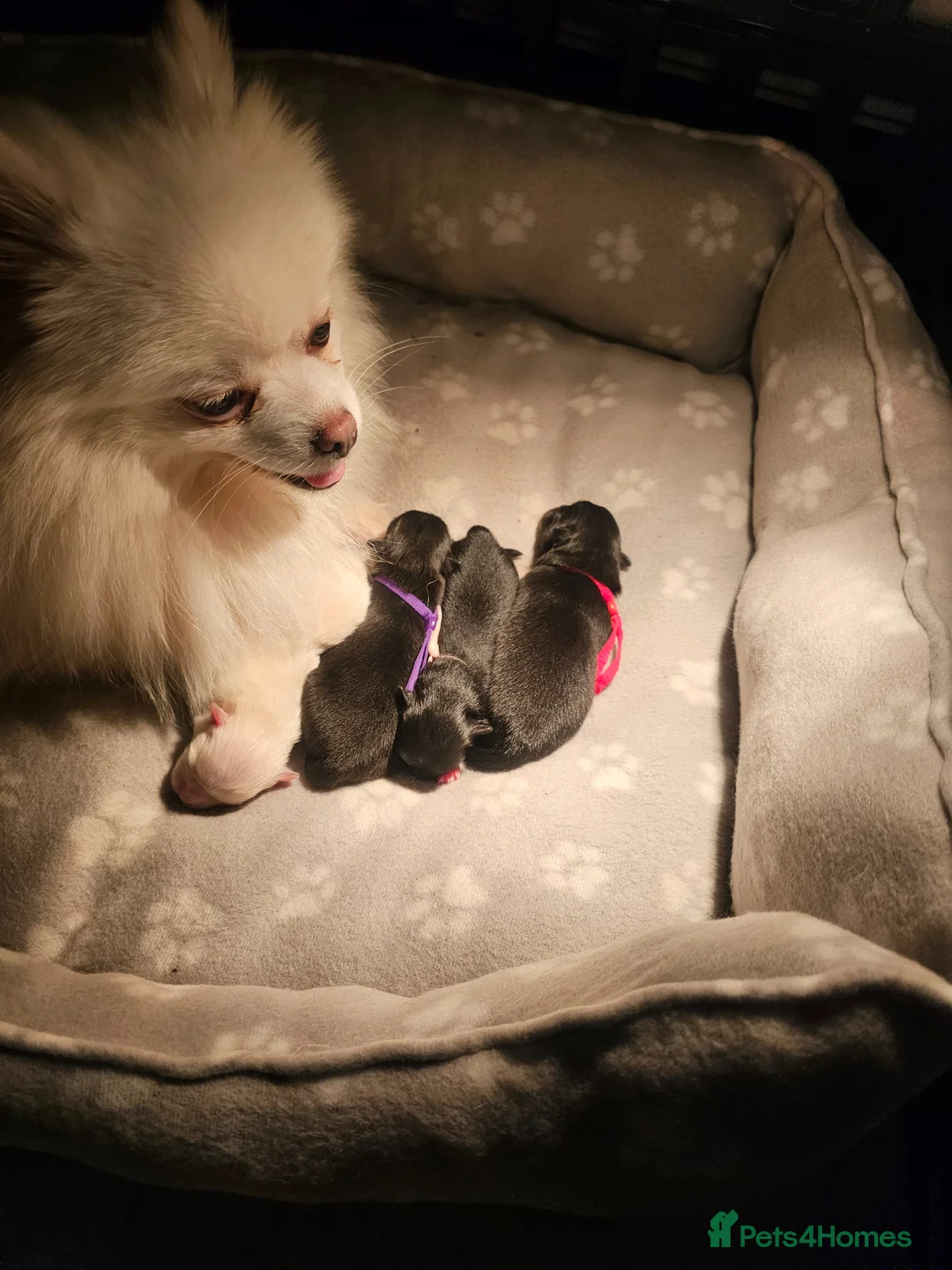 Pomeranian dogs for sale: Gorgeous pomeranians - Advert 2