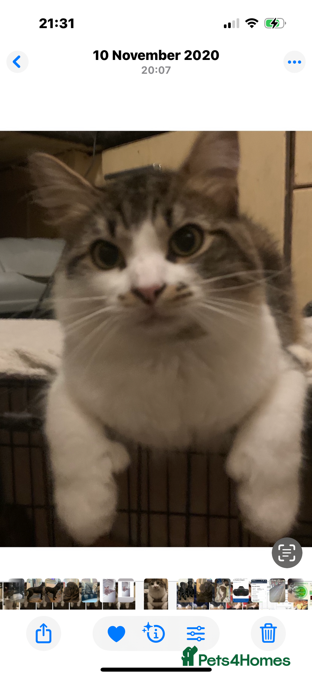 Mixed Breed cats for sale: 2 lovely boys available  - Image 8