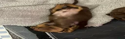 Dachshund dogs for sale: Miniature Dachshunds  - Advert 16