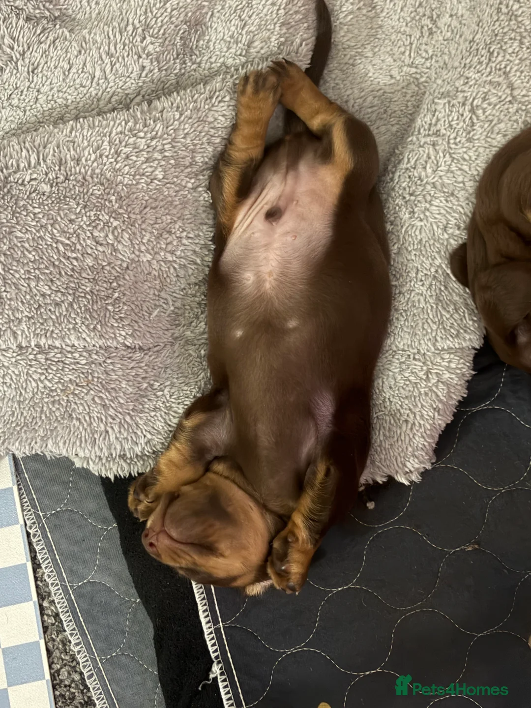 Dachshund dogs for sale: Miniature Dachshunds  - Advert 16