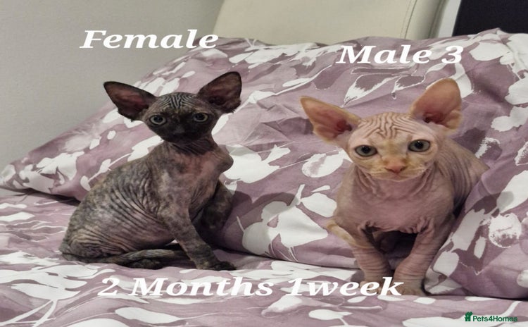 Sphynx cats - Advert 15