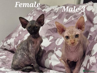 Sphynx cats - Advert 6