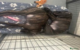 Cane Corso dogs for sale: CLOSING ADVERT ONCE REVIEWS ARE MADE - Advert 16