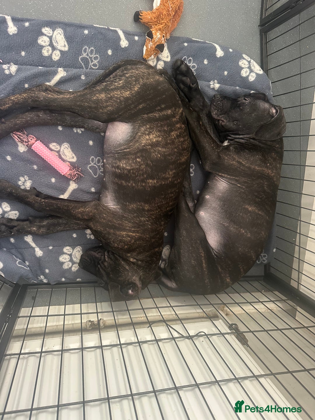 Cane Corso dogs for sale: CLOSING ADVERT ONCE REVIEWS ARE MADE - Advert 16