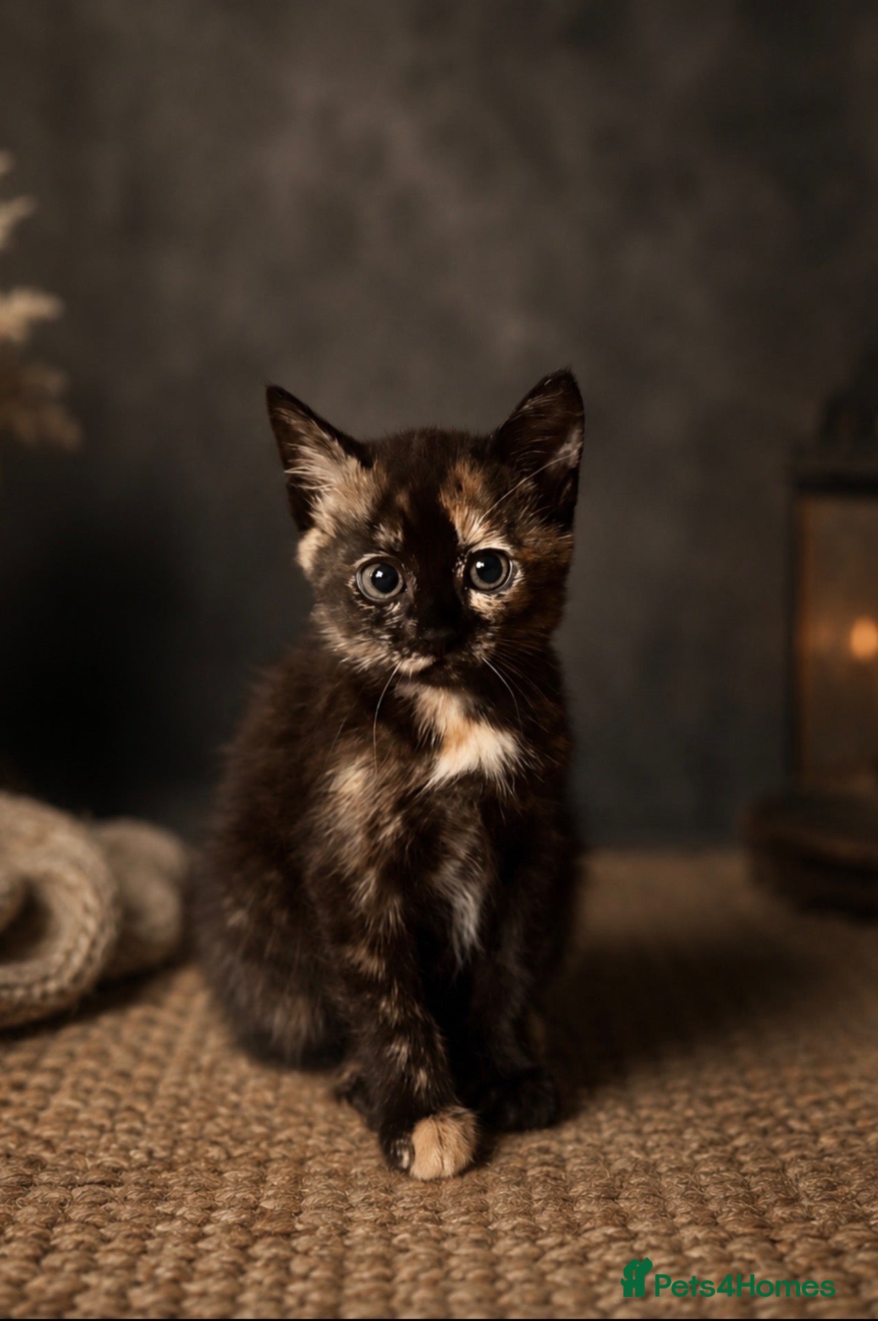 Mixed Breed cats Tortoiseshell Girl - Advert 6