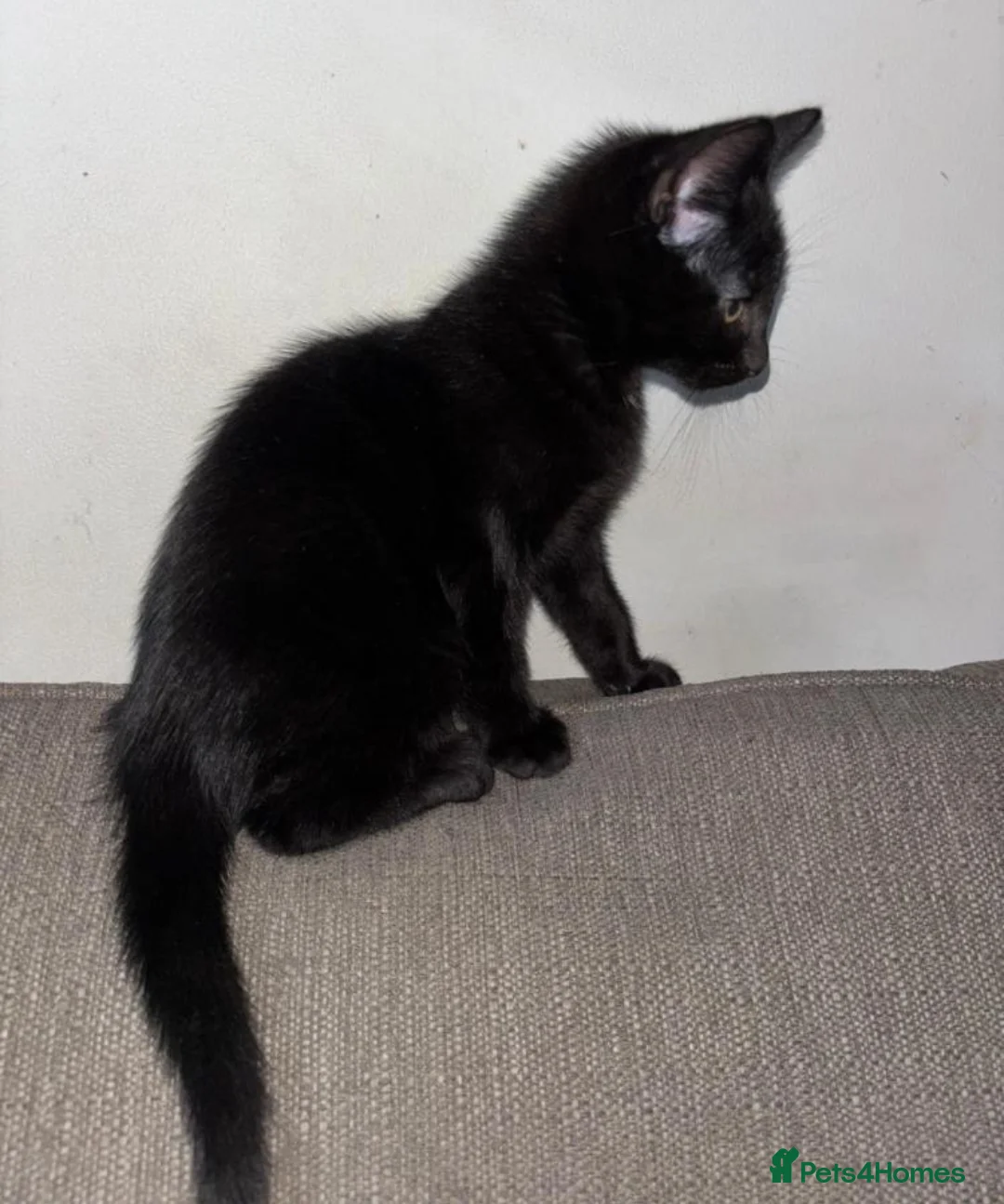 Mixed Breed cats for sale: Kittens ready now  - Advert 3