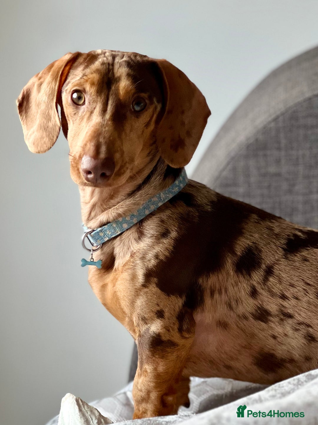 Dachshund dogs for stud: Extremely Handsome Dapple Dachshund - Advert 5