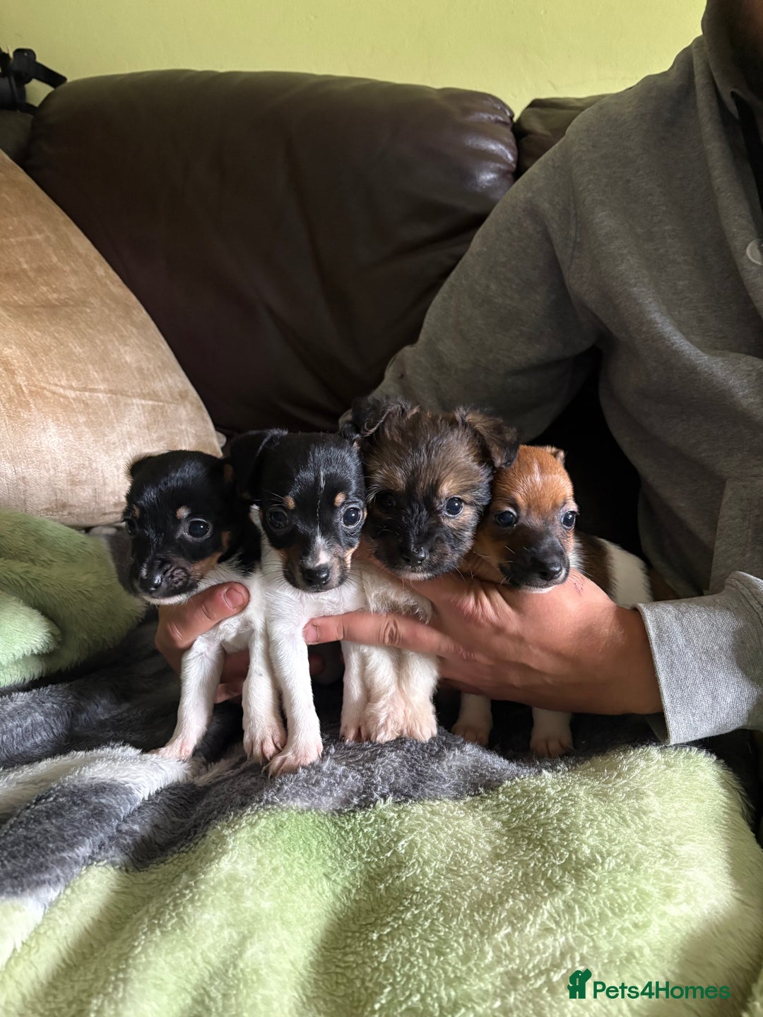 Jack Russell dogs for sale: Jack Russell puppies  - Image 2