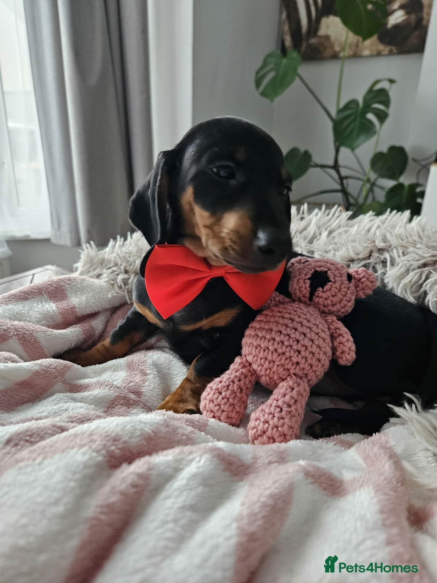 Miniature Dachshund dogs Miniature dachshund KC - Advert 5