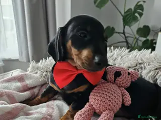 Miniature Dachshund dogs Miniature dachshund KC - Advert 5