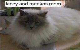 Ragdoll cats for sale: 1 boy/ 1 girl Ready to go - Image 17