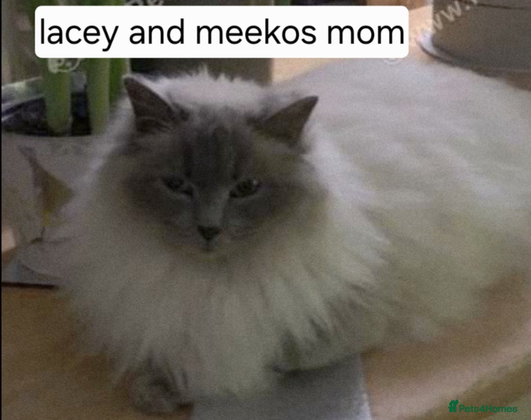 Ragdoll cats for sale: 1 boy/ 1 girl Ready to go - Image 17