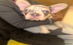 French Bulldog dogs for sale: French bulldog puppies fluffy carriers  - Image 33