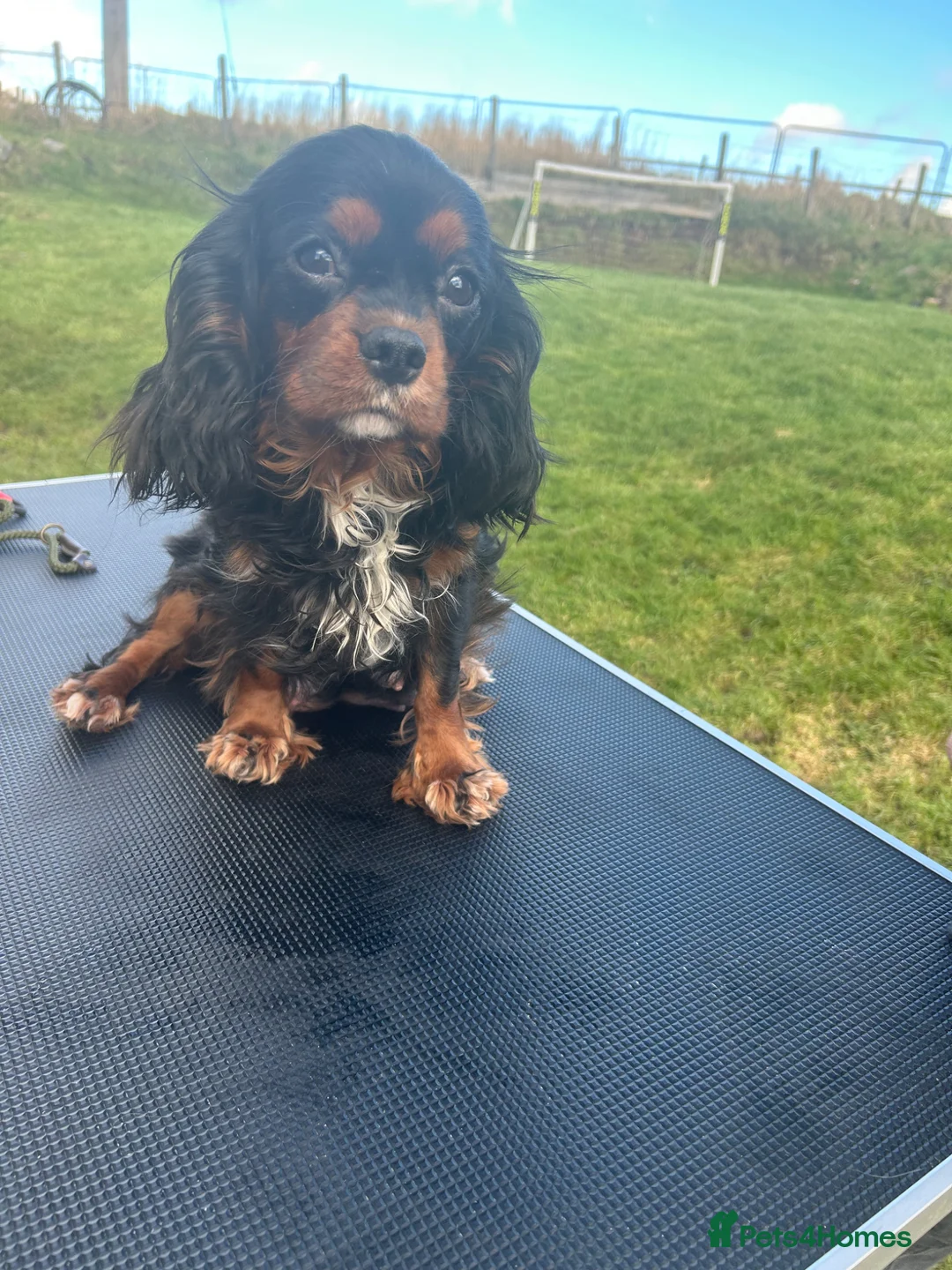 Cavalier King Charles Spaniel dogs for sale: ⭐️Beautiful health tested Cavalier King Charles⭐️ - Advert 12