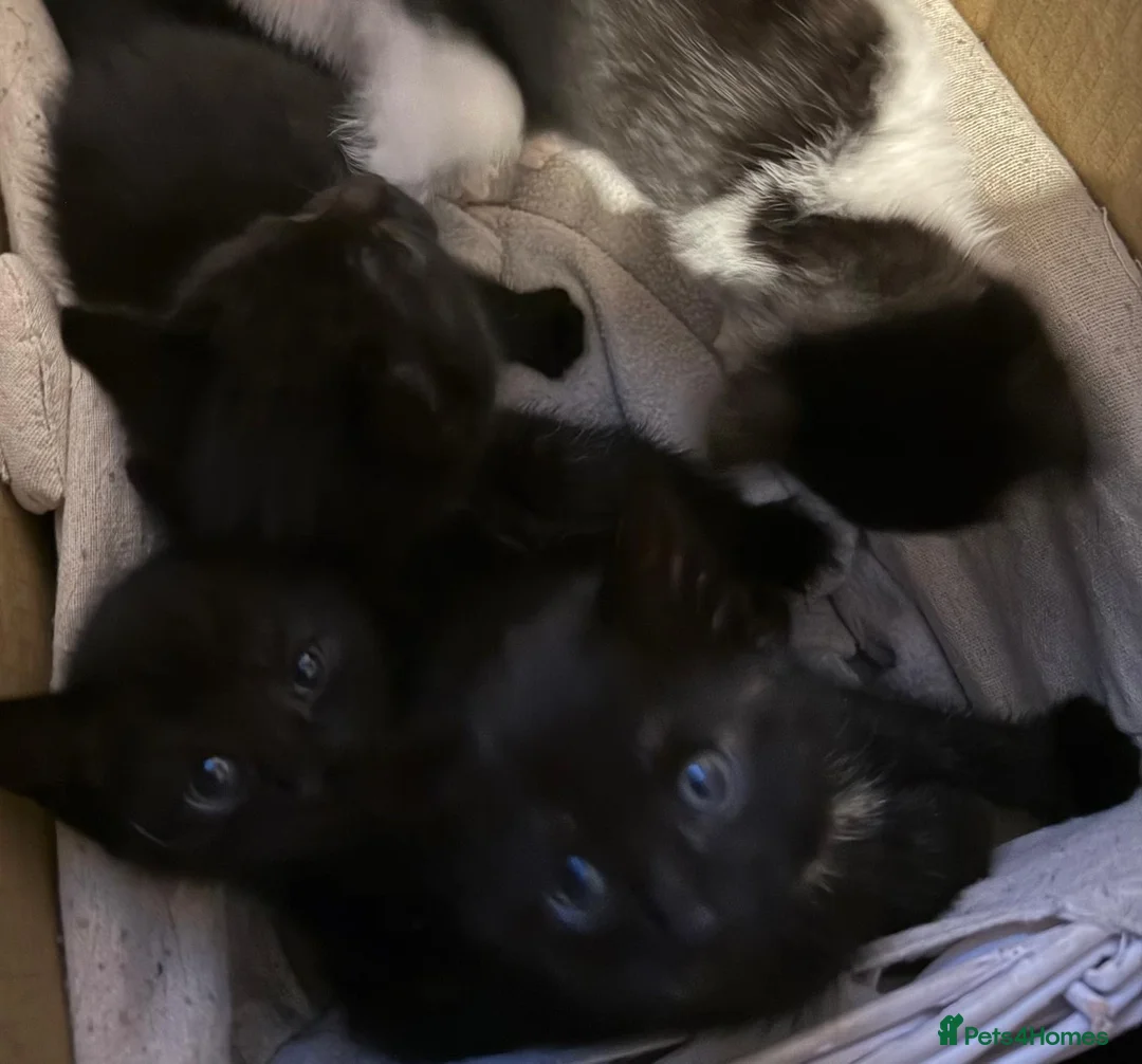 Mixed Breed cats for sale: beautiful kittens available  in Marlborough - Advert 2