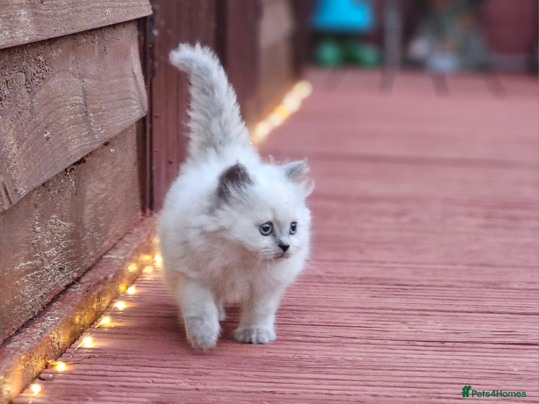 British Shorthair cats for sale: Last 4 male British Short-hair/long hair kittens  - Image 12