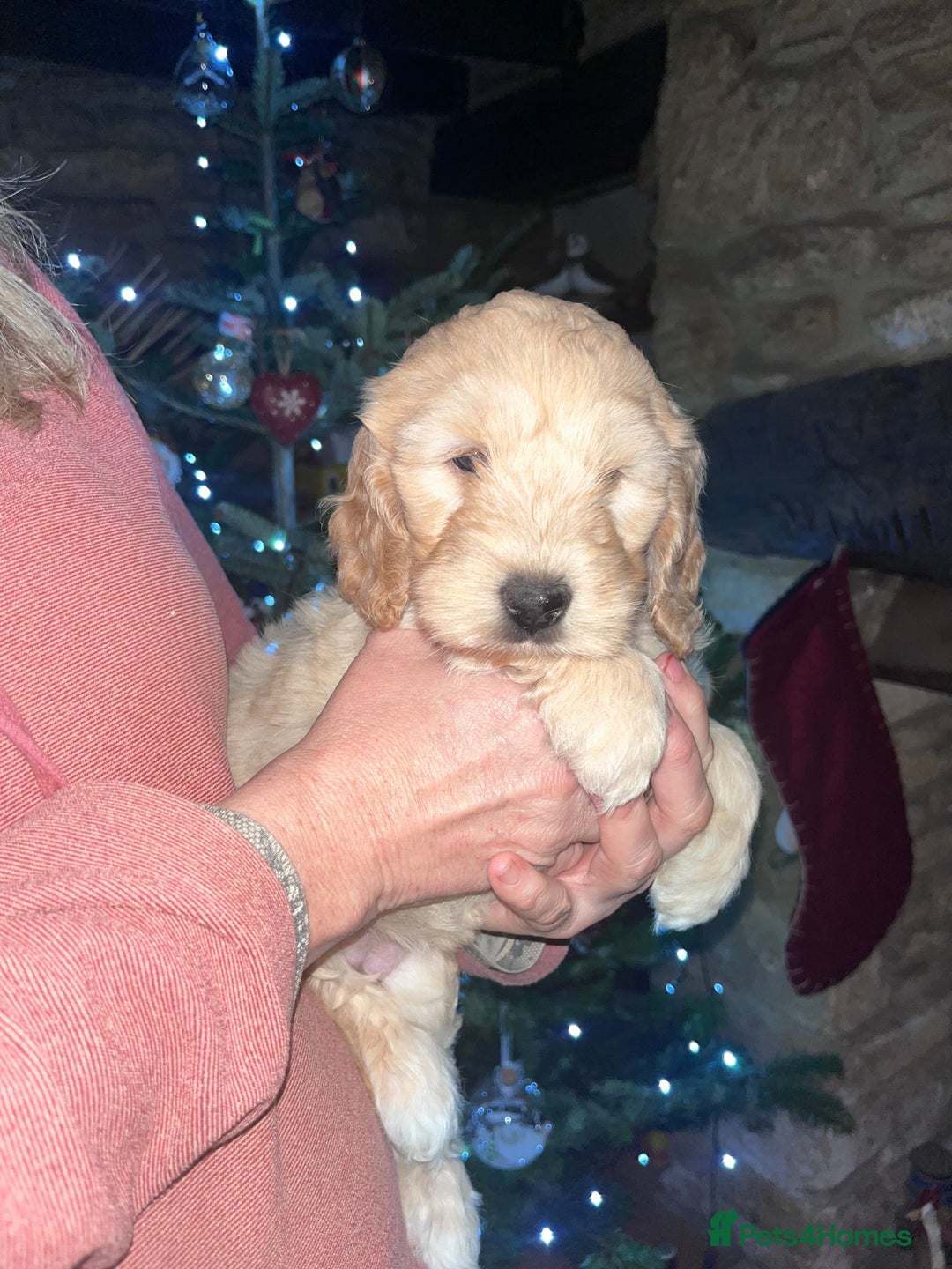 Australian Labradoodle dogs for sale: Gorgeous Australian Labradoodle Puppies  - Advert 8