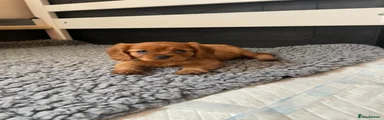 Cavalier King Charles Spaniel 3