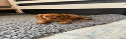 Cavalier King Charles Spaniel dogs for sale: Beautiful Cavalier King Charles Spaniel Puppies - Advert 14