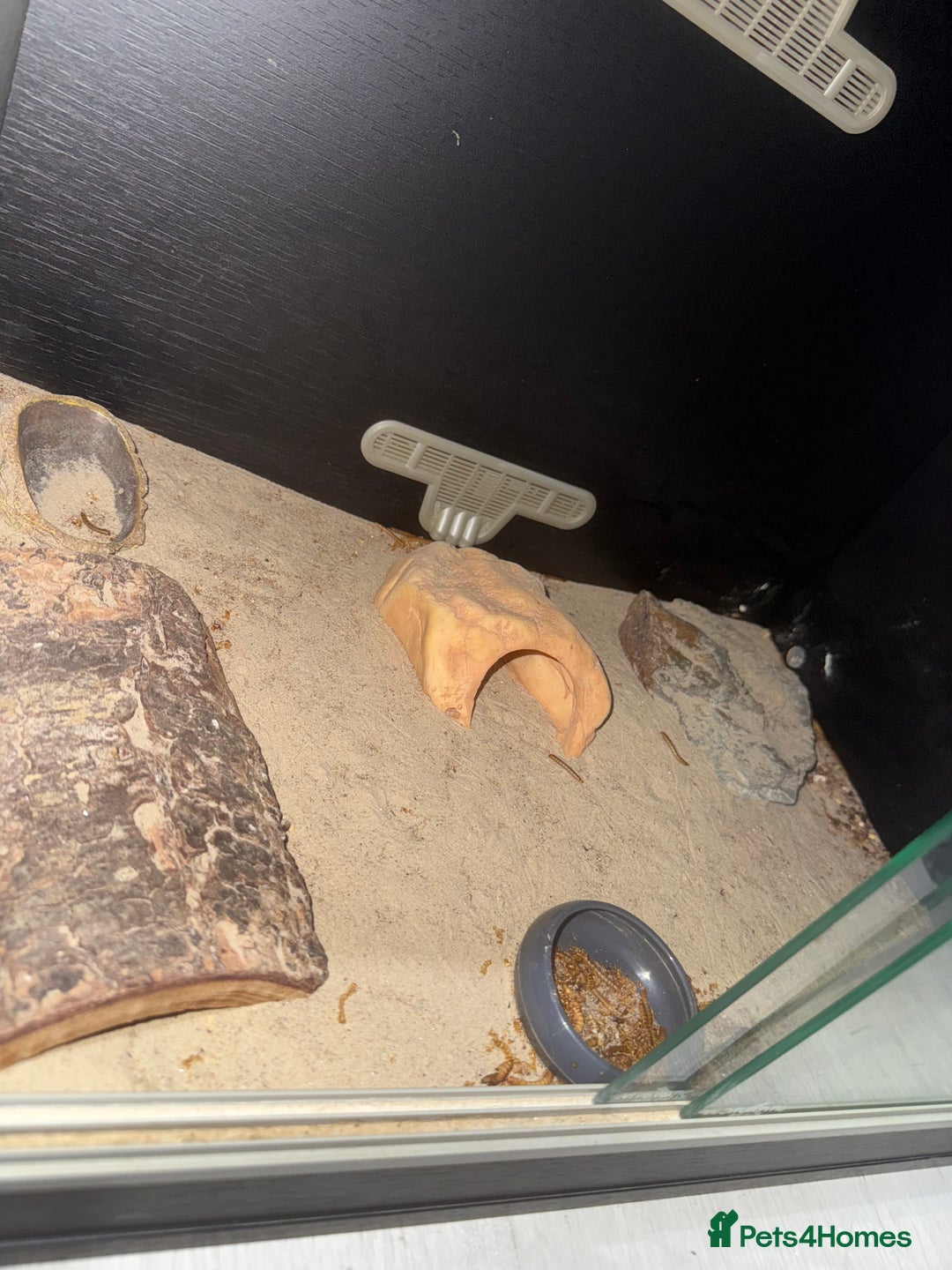 Leopard Gecko reptiles for sale: Leopard Gecko + enclosure  - Image 4