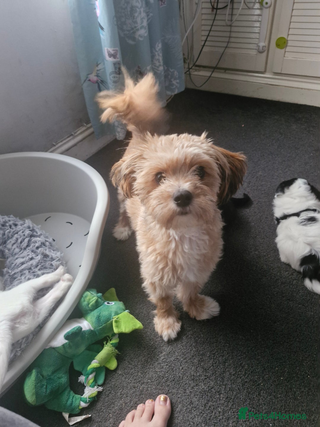 Mixed Breed dogs for sale: Stunning maltipoo x pug baby  - Advert 14