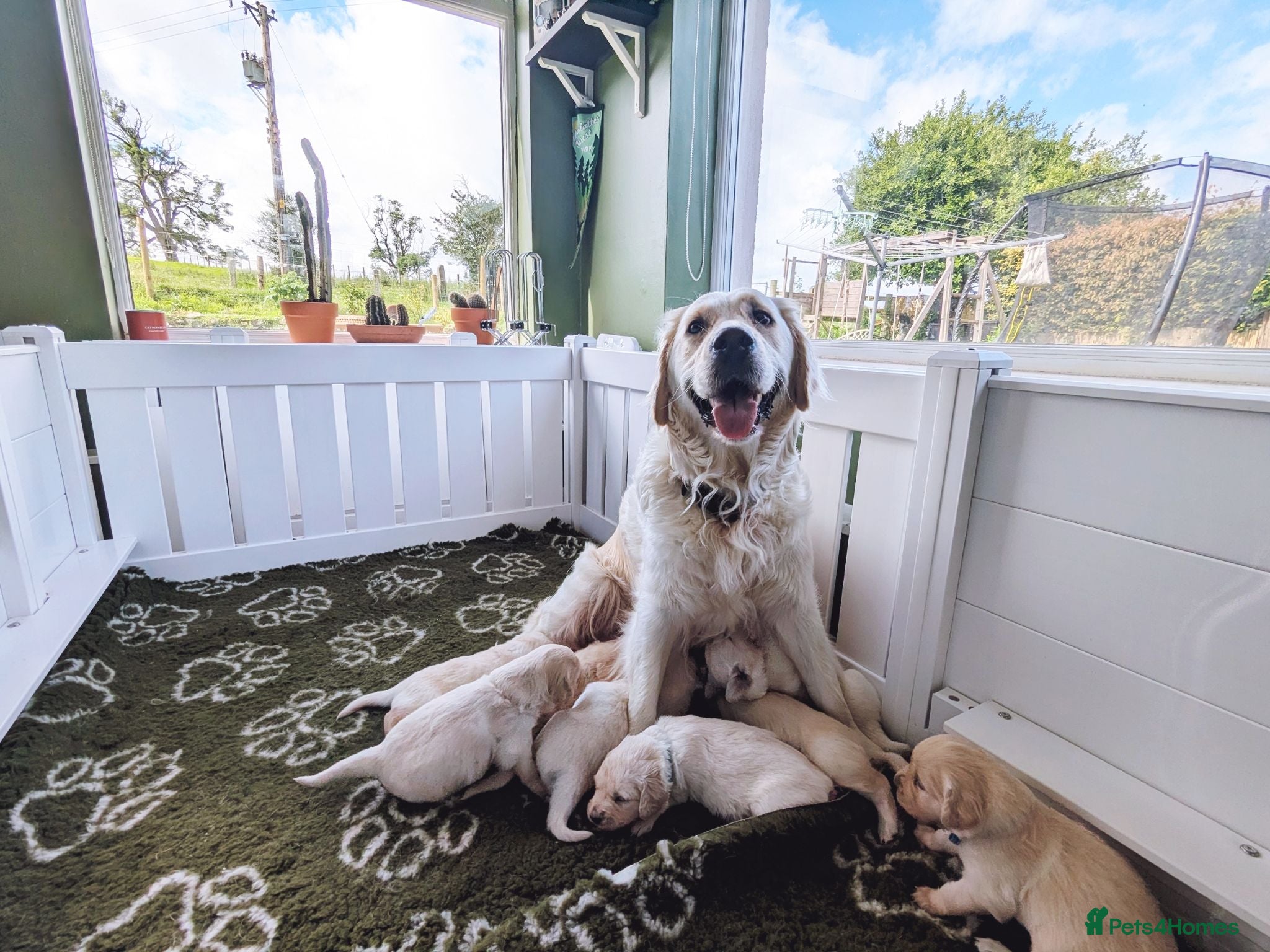 Golden Retriever dogs Chunky cream and golden puppies - Advert 1