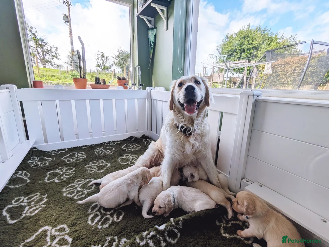 Golden Retriever dogs for sale: Chunky cream and golden puppies - Advert 1