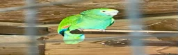 Parrots birds for sale: Yellow shoudered amazon - Advert 6