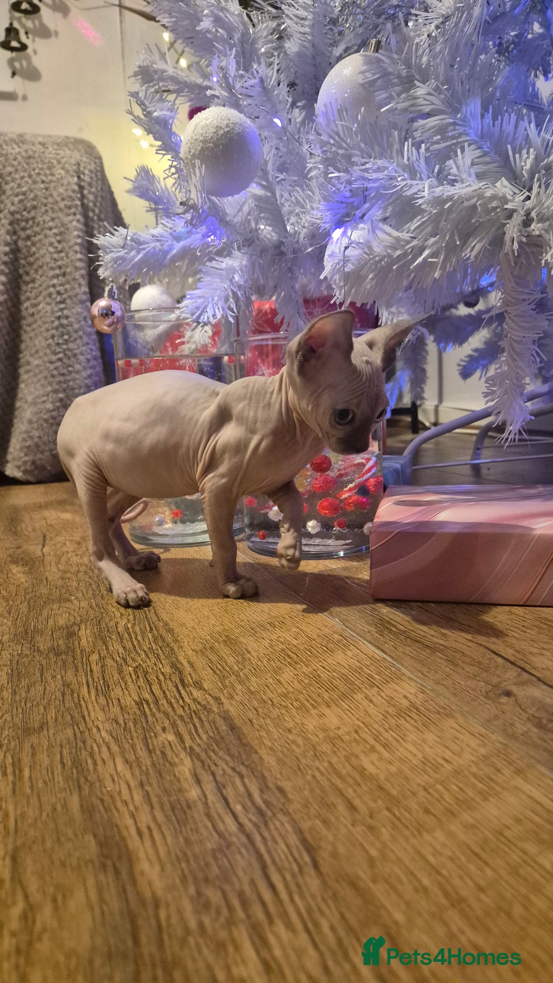 Sphynx cats for sale: Exclusive Sphynx Kittens Looking for Forever Homes - Advert 13