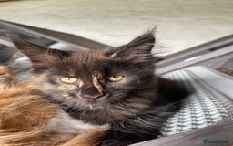 Maine Coon cats for sale: Full pedigree MaineCoon kittens  - Image 5
