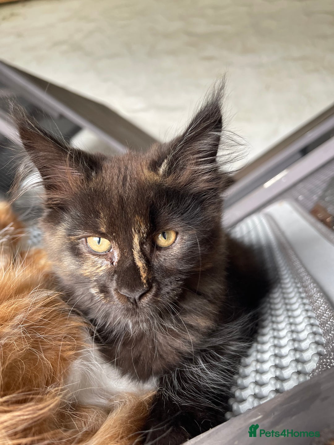 Maine Coon cats for sale: Full pedigree MaineCoon kittens  - Image 5