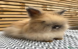 Angora rabbits for sale: Full Face English Angora’s  - Image 5